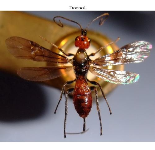 Atanycolus initiator